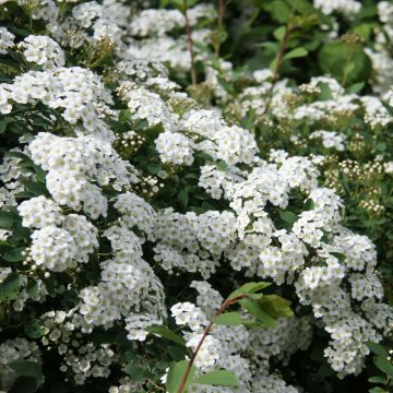 Spiraea arguta - Spierstruik