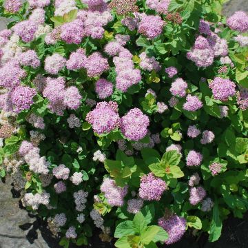 Spiraea betulifolia Pink Sparkler - Spierstruik