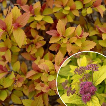 Spiraea japonica Little Flame - Spierstruik