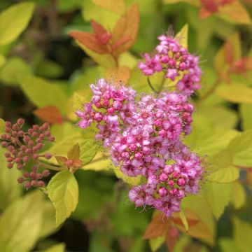 Spiraea japonica Pink & Gold - Spierstruik