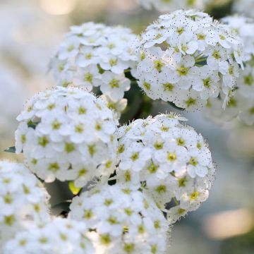 Spiraea nipponica June Bride - Nipponspirea