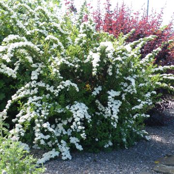 Spiraea nipponica Snowmound - Nipponspirea