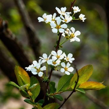 Spiraea prunifolia - Spierstruik