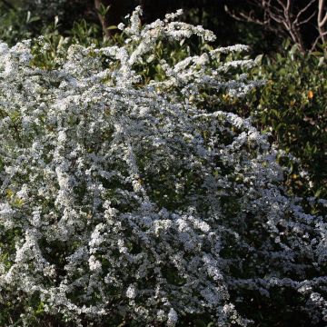 Spiraea thunbergii - Spierstruik