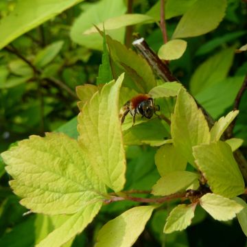 Spiraea vanhouttei Gold Fountain - Spierstruik
