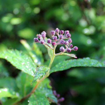Spiraea japonica Darts Red - Spierstruik