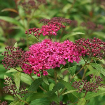 Spiraea japonica Neon Flash - Spierstruik