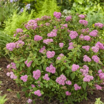 Spiraea japonica Fenna - Spierstruik