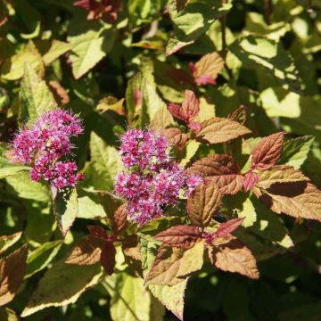 Spierstruik Firelight - Spiraea japonica