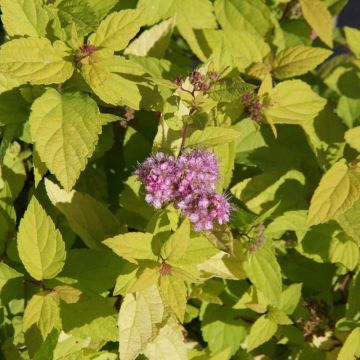 Spiraea japonica Goldmound - Spierstruik