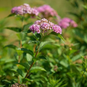 Spiraea japonica Froebelii - Spierstruik