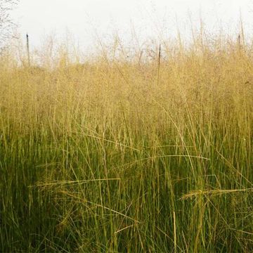 Sporobolus airoides Delicatesse - Prairiedropzaad