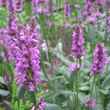 Stachys officinalis - Betonie