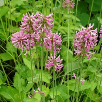 Stachys officinalis Pink Cotton Candy - Betonie