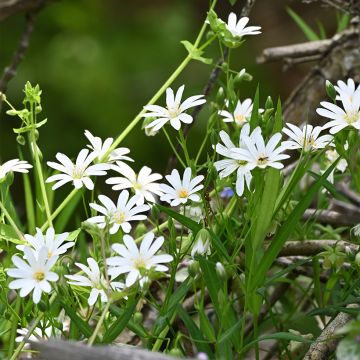 Stellaria holostea - Grote muur