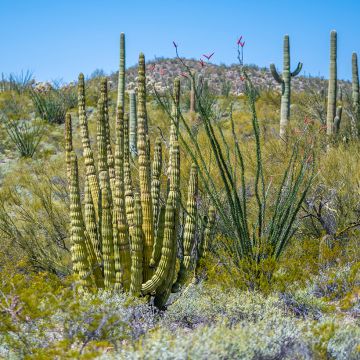 Stenocereus thurberi - Orgelpijpcactus