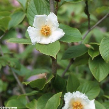 Stewartia pseudocamellia - Schijncamelia