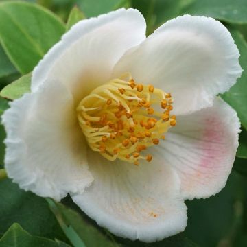 Stewartia rostrata - Schijncamelia