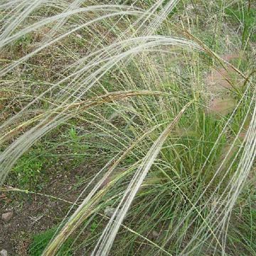 Stipa barbata - Vedergras
