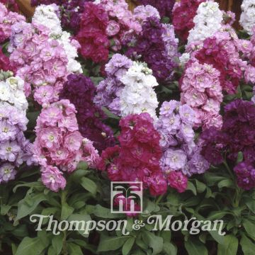 Matthiola incana Cinderella Series Mixed (zaad) - Zomerviolier