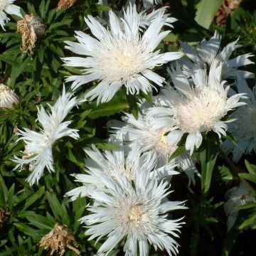 Stokesia laevis Alba - Bleuet d'Amérique