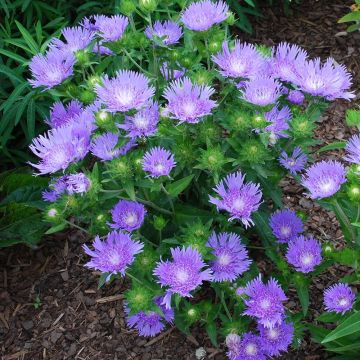Stokesia laevis Blue Star - Bleuet d'Amérique
