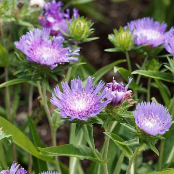 Stokesia laevis Blue Star - Bleuet d'Amérique