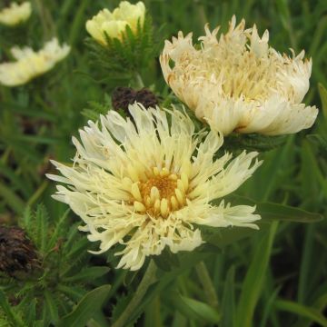 Stokesia laevis Mary Gregory - Asterlelie