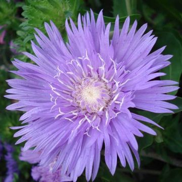 Stokesia laevis Purple Parasols - Asterlelie