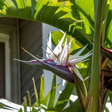 Strelitzia nicolai (zaad) - Witte paradijsvogelplant