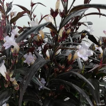 Strobilanthes anisophyllus Brunetthy - Trompetkruid