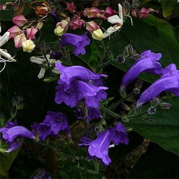 Strobilanthes attenuata Blue Carpet - Trompetkruid