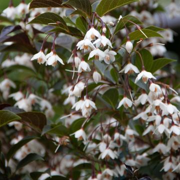 Styrax japonica Evening Light - Japanse storaxboom