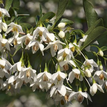 Styrax japonica Fargesii - Japanse storaxboom