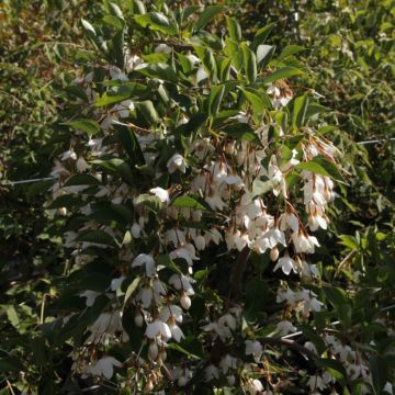 Styrax japonica Fragrant Fountain - Japanse storaxboom