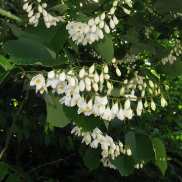 Styrax obassia - Rondbladige storaxboom