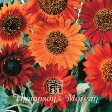 Zonnebloem Earth Walker (zaad) - Helianthus annuus