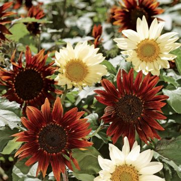 Zonnebloem Total Eclipse (zaad) - Helianthus annuus