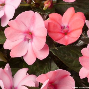Impatiens hawkeri SunPatiens Compact Blush Pink - Vlijtig liesje