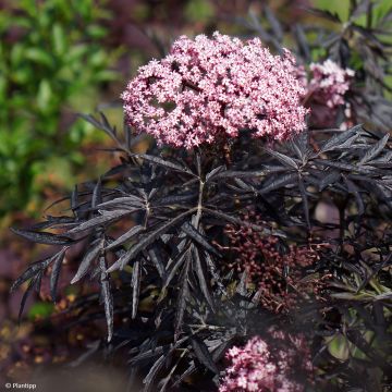 Sambucus nigra Cherry Lace - Gewone vlier