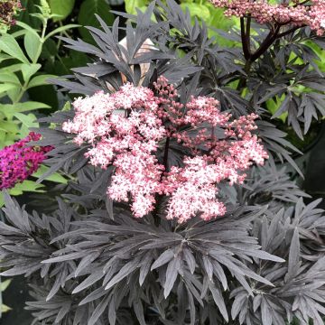 Sambucus nigra Straight Laced - Gewone vlier