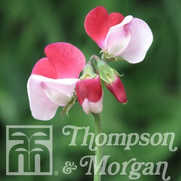 Lathyrus odoratus Little Red Riding Hood (zaad) - Siererwt