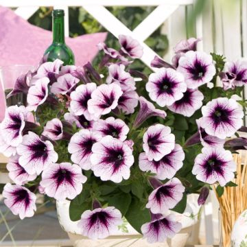Petunia Sweet Pleasure Cassis Patio - Hangpetunia