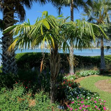 Syagrus schizophylla - Palmier van Brazilië
