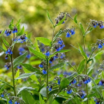 Symphytum Bocking 14 - Russische smeerwortel