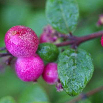 Symphoricarpos chenaultii Hancock - Sneeuwbes
