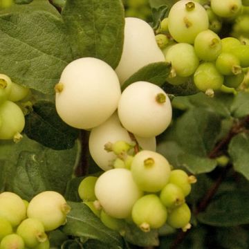 Symphoricarpos doorenbosii White Hedge - Sneeuwbes