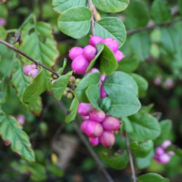 Symphoricarpos doorenbosii Magic Berry - Sneeuwbes
