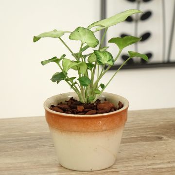 Syngonium podophyllum Snow White - Pijlplant