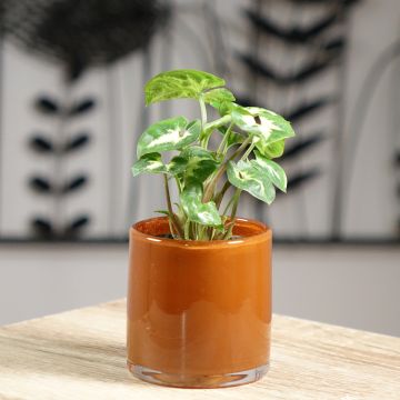 Syngonium Pixie - Pijlplant